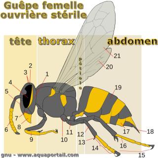 Thorax d'une gupe