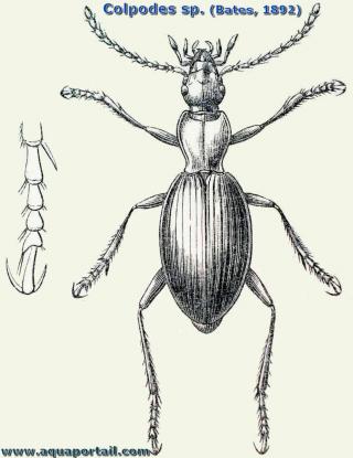 Le carabid Colpodes sp. steno