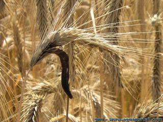 L'ergot du seigle est une mycotoxine des plantes