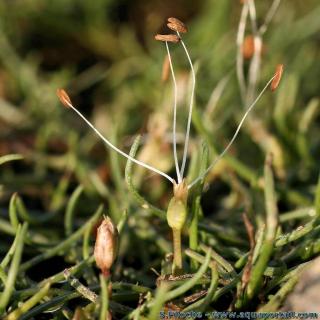 La flor masculina del litoral de estanques