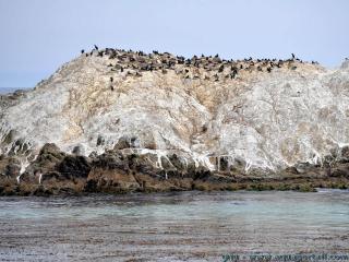 guano