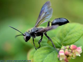 Gupe noire Isodontia mexicana