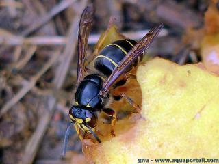 Gupe des buissons ouvrire Dolichovespula media