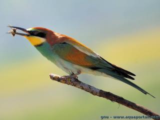 Une gupe capture par le gupier d'Europe Merops apiaster