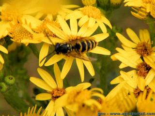 Les gupes sont des insectes pollinisateurs de fleurs