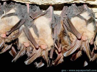 L'hibernation suspendue de chauves-souris Corynorhinus townsendii