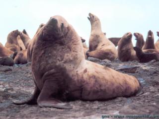 Un lion de mer mle Eumetopias jubatus