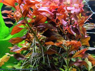 La varit rouge Ludwigia Rubin en aquarium