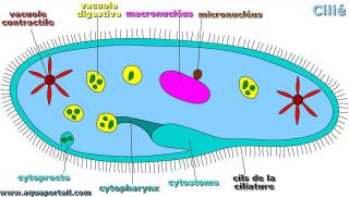 micronuclus