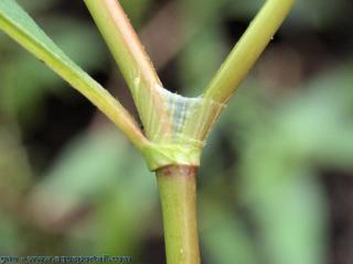 Ochra de Persicaria maculosa
