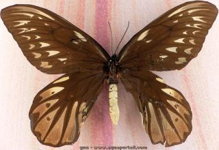 Le plus grand papillon du monde, la femelle Ornithoptera alexandrae