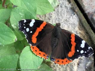 imago