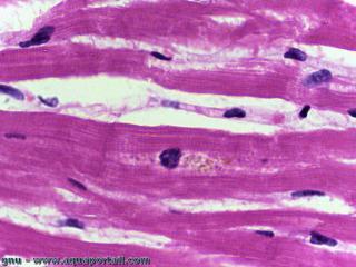 lipofuscine