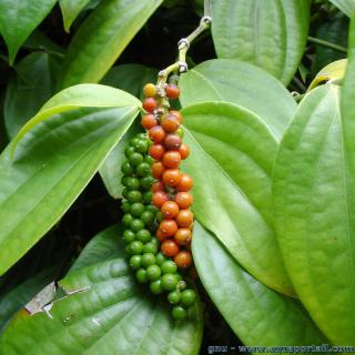 Piperales (espèce Piper nigrum)