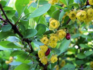 Ranunculales (esp�ce Berberis vulgaris)