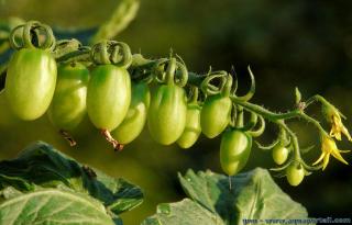 Des tomates vertes ont un polluant naturel, la solanine