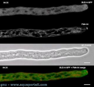Le spitzenkrper d'hyphe de Neurospora crassa