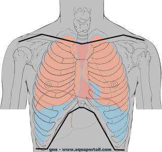 Le thorax humain et la cage thoracique