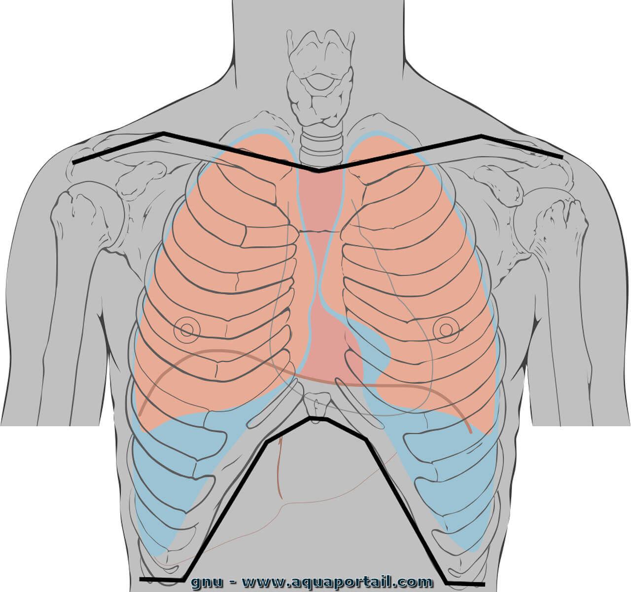Thorax : définition et explications