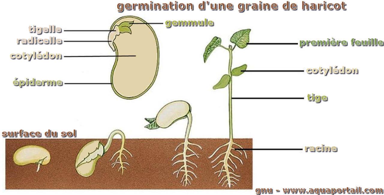 Germination D'une Graine De Haricot Tigelle : définition et explications