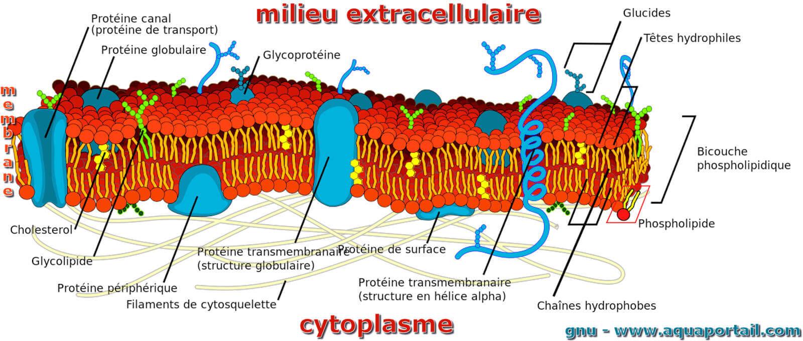 Membrane Cellulaire D finition Et Explications Membrane Cellulaire D finition Et Explications