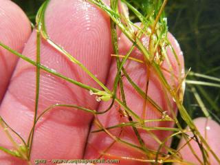 Dtails de alguette Zannichellia palustris