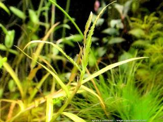 Commelina communis en aquarium