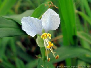Une fleur blanche de Commelina communis alba