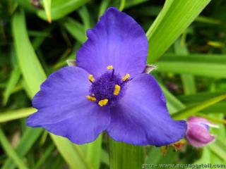 Une fleur bleue de Tradescantia virginiana