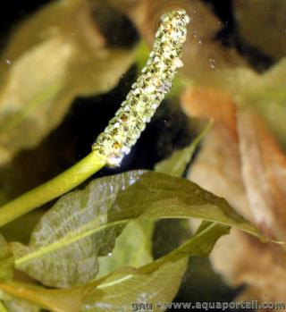 Dtails (fleur, feuille) du potamot luisant Potamogeton lucens