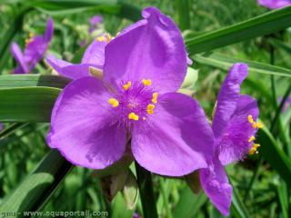 Une fleur violette d'phmrine Tradescantia virginiana