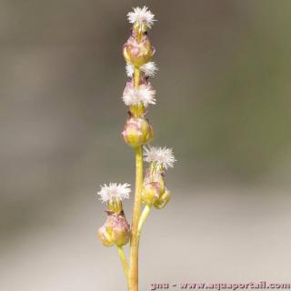 Las flores del troscart de los pantanos Triglochin palustris