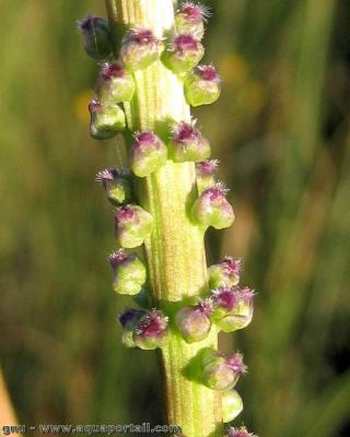 Las flores del junco marino Triglochin maritima
