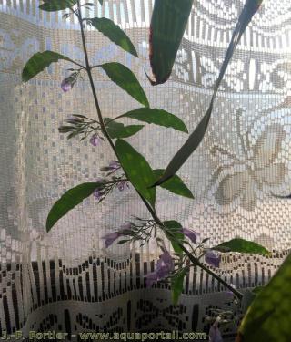 Floraison alternanthera
