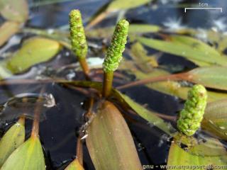 Floraison et fleurs de Potamogeton gramineus