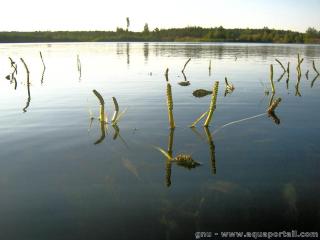 La floraison merge de Potamogeton lucens