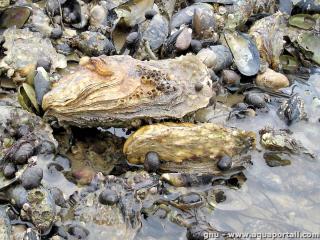 Des hutres creuses japonaises Crassostrea gigas sur des roches