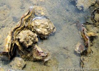 Des hutres Magallana gigas en milieu naturel
