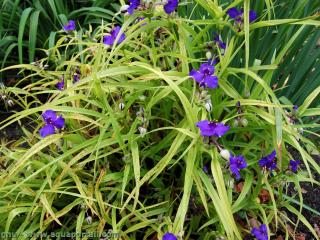 Un hybride de culture Tradescantia virginiana x andersoniana