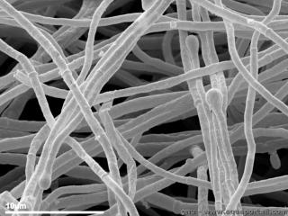 Le myclium Fusarium en gros plan