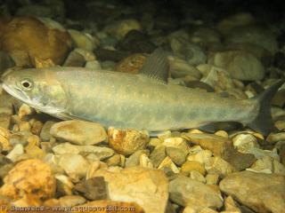 Empoissonnement avec un nourrain d'omble chevalier
