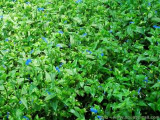 Une plantation de Commelina communis