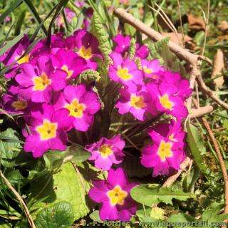 famille Primulaceae (espce Primula vulgaris)