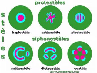 Stles du type prostle (haplostle, actinostle, plectostle) et du type siphonostle (solnostle, dictyostle, eustle)