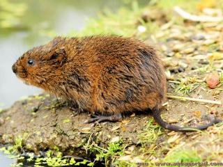 Un rat musqu Ondatra zibethicus