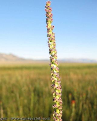 Un tallo de flor de Triglochin maritima