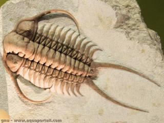 Un trilobite de l'espce Cheirurus ingricus