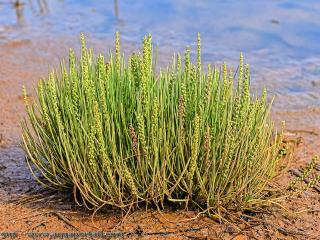 Triglochin (especie Triglochin maritima)