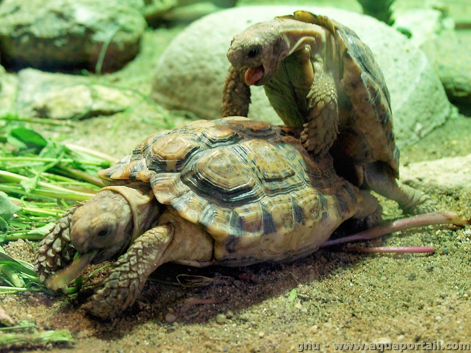 Tortue terrestre : définition et explications