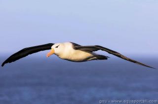 Albatros en vol (espce Thalassarche melanophris)